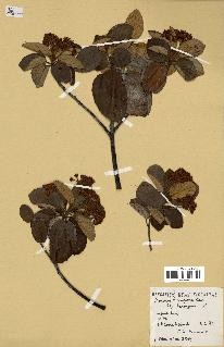 spécimen de Dombeya ferruginea