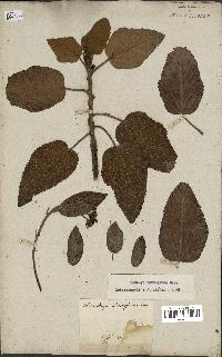 spécimen de Dombeya ferruginea