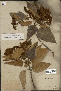 spécimen de Dombeya ferruginea