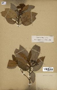 spécimen de Dombeya ferruginea