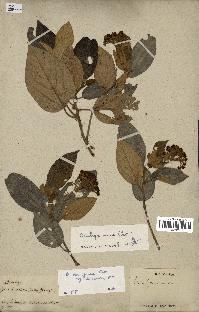 spécimen de Dombeya ferruginea