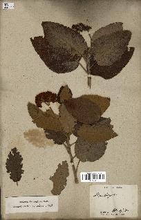 spécimen de Dombeya ferruginea