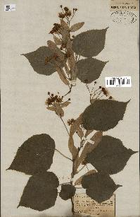 spécimen de Tilia platyphyllos