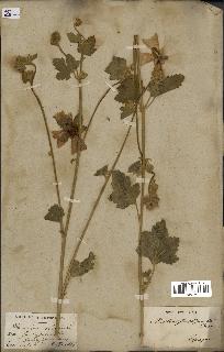 spécimen de Malva alcea