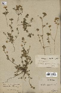 spécimen de Malva aegyptia