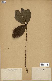 spécimen de Coffea arabica