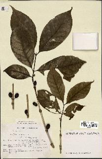 spécimen de Coffea arabica