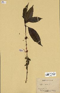 spécimen de Coffea arabica