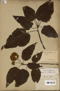 spécimen de Dombeya umbellata