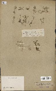 spécimen de Hornungia petraea