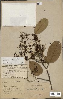 spécimen de Anisoptera costata