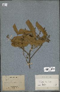 spécimen de Anisoptera costata