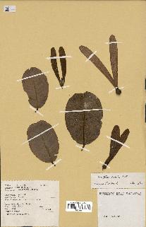 spécimen de Anisoptera costata