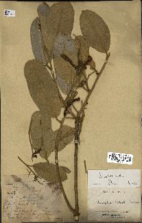 spécimen de Anisoptera costata