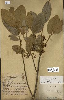 spécimen de Anisoptera costata