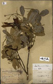 spécimen de Anisoptera costata