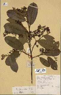 spécimen de Anisoptera costata