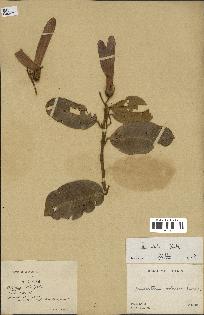 spécimen de Anisoptera costata