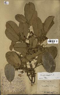 spécimen de Anisoptera costata