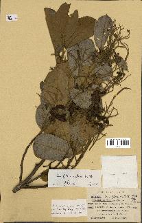 spécimen de Anisoptera costata