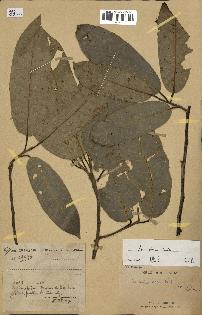 spécimen de Anisoptera costata