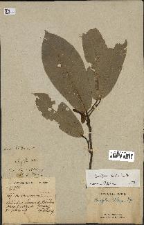 spécimen de Anisoptera costata