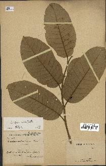 spécimen de Anisoptera costata