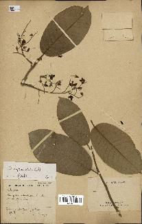 spécimen de Anisoptera costata