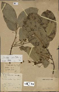 spécimen de Anisoptera costata