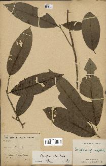spécimen de Anisoptera costata