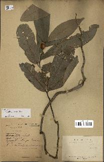 spécimen de Anisoptera costata