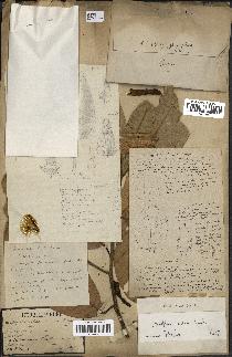 spécimen de Anisoptera costata