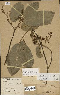 spécimen de Anisoptera costata