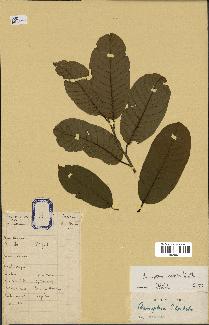 spécimen de Anisoptera costata