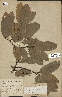 spécimen de Anisoptera costata