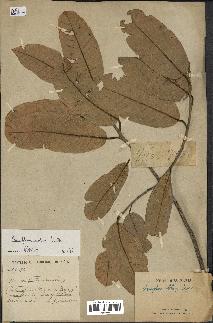 spécimen de Anisoptera costata