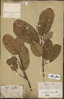 spécimen de Anisoptera costata