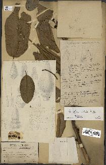 spécimen de Anisoptera costata