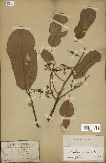 spécimen de Anisoptera costata