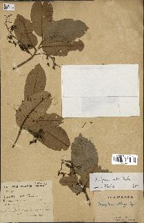 spécimen de Anisoptera costata