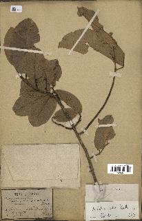 spécimen de Anisoptera costata