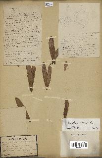 spécimen de Anisoptera costata