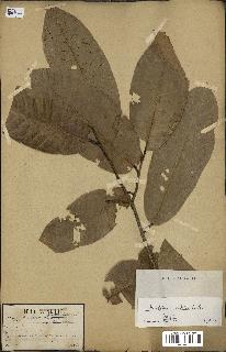 spécimen de Anisoptera costata