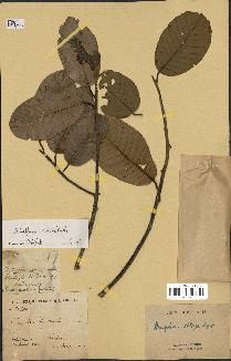 spécimen de Anisoptera costata