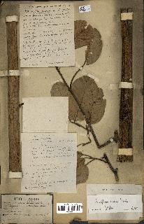 spécimen de Anisoptera costata