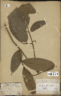 spécimen de Anisoptera costata