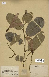 spécimen de Anisoptera costata