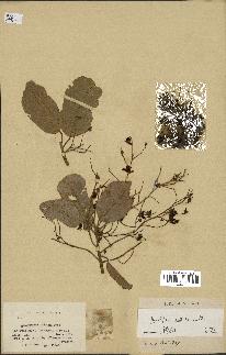 spécimen de Anisoptera costata