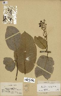 spécimen de Anisoptera costata