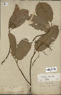 spécimen de Anisoptera costata